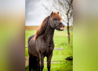 Caballos islandeses, Caballo castrado, 9 años, 138 cm, Negro