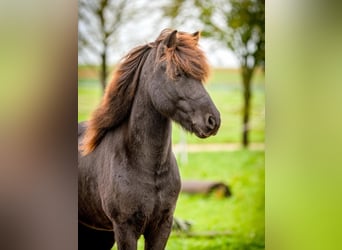 Caballos islandeses, Caballo castrado, 9 años, 138 cm, Negro