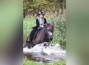 Caballos islandeses, Caballo castrado, 9 años, 138 cm, Negro