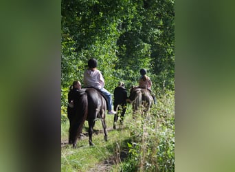 Caballos islandeses, Caballo castrado, 9 años, 138 cm, Negro