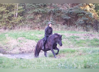 Caballos islandeses, Caballo castrado, 9 años, 138 cm, Negro