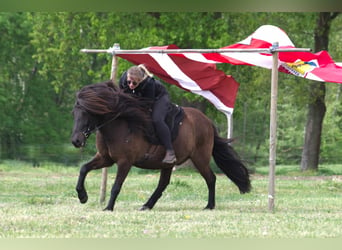 Caballos islandeses, Caballo castrado, 9 años, 138 cm, Negro