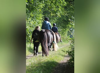 Caballos islandeses, Caballo castrado, 9 años, 138 cm, Negro