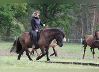 Caballos islandeses, Caballo castrado, 9 años, 138 cm, Negro