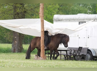 Caballos islandeses, Caballo castrado, 9 años, 138 cm, Negro