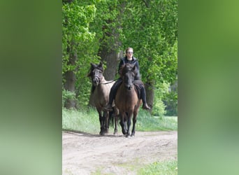 Caballos islandeses, Caballo castrado, 9 años, 138 cm, Negro