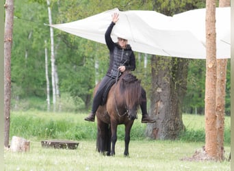 Caballos islandeses, Caballo castrado, 9 años, 138 cm, Negro