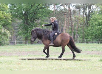 Caballos islandeses, Caballo castrado, 9 años, 138 cm, Negro