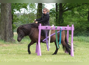 Caballos islandeses, Caballo castrado, 9 años, 138 cm, Negro