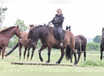 Caballos islandeses, Caballo castrado, 9 años, 138 cm, Negro