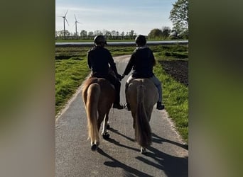 Caballos islandeses, Caballo castrado, 9 años, 139 cm, Bayo