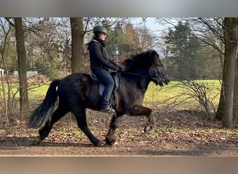 Caballos islandeses, Caballo castrado, 9 años, 139 cm, Negro