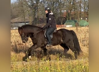 Caballos islandeses, Caballo castrado, 9 años, 139 cm, Negro