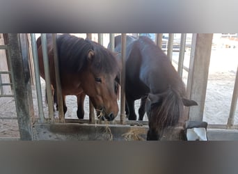 Caballos islandeses, Caballo castrado, 9 años, 140 cm, Castaño