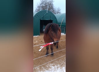 Caballos islandeses, Caballo castrado, 9 años, 140 cm, Castaño