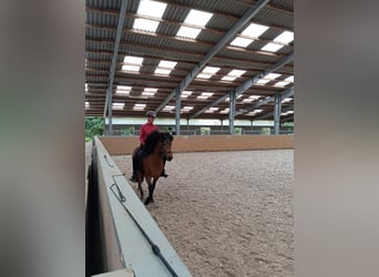 Caballos islandeses, Caballo castrado, 9 años, 140 cm, Castaño