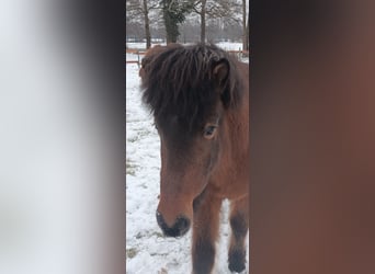 Caballos islandeses, Caballo castrado, 9 años, 140 cm, Castaño