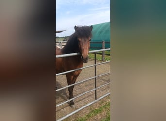 Caballos islandeses, Caballo castrado, 9 años, 140 cm, Castaño