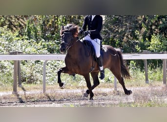 Caballos islandeses, Caballo castrado, 9 años, 140 cm, Negro