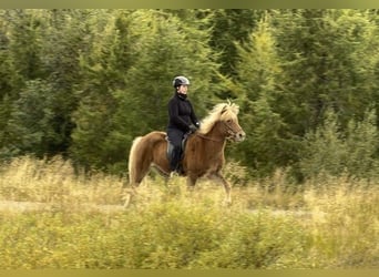 Caballos islandeses, Caballo castrado, 9 años, 142 cm, Alazán