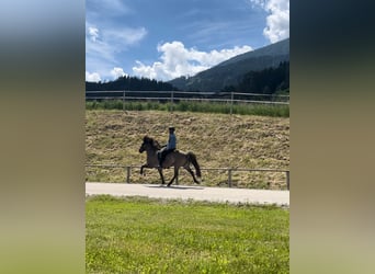 Caballos islandeses, Caballo castrado, 9 años, 142 cm, Bayo