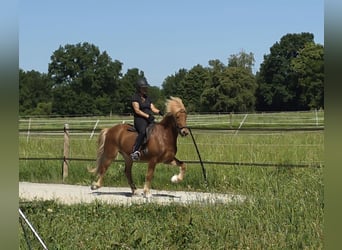 Caballos islandeses, Caballo castrado, 9 años, 143 cm, Alazán