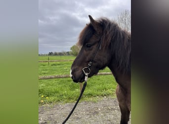 Caballos islandeses, Caballo castrado, 9 años, 143 cm, Castaño oscuro