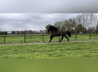 Caballos islandeses, Caballo castrado, 9 años, 143 cm, Castaño oscuro