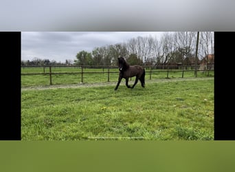 Caballos islandeses, Caballo castrado, 9 años, 143 cm, Castaño oscuro