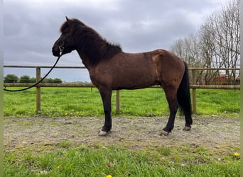 Caballos islandeses, Caballo castrado, 9 años, 143 cm, Castaño oscuro