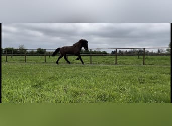 Caballos islandeses, Caballo castrado, 9 años, 143 cm, Castaño oscuro