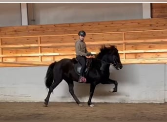 Caballos islandeses, Caballo castrado, 9 años, 143 cm, Negro