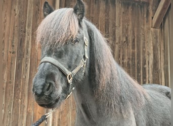 Caballos islandeses, Caballo castrado, 9 años, 143 cm, Negro