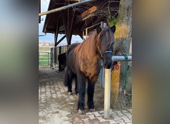 Caballos islandeses, Caballo castrado, 9 años, 143 cm, Negro