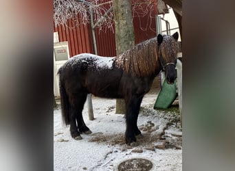 Caballos islandeses, Caballo castrado, 9 años, 143 cm, Negro