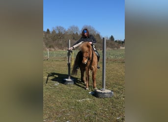 Caballos islandeses, Caballo castrado, 9 años, 144 cm, Alazán