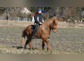 Caballos islandeses, Caballo castrado, 9 años, 144 cm, Alazán