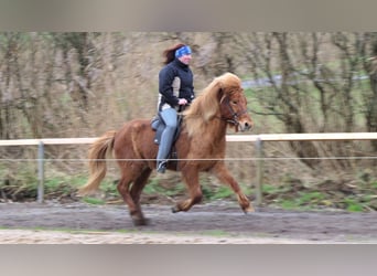 Caballos islandeses, Caballo castrado, 9 años, 144 cm, Alazán