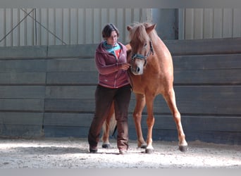 Caballos islandeses, Caballo castrado, 9 años, 144 cm, Alazán