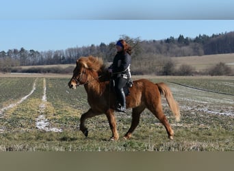 Caballos islandeses, Caballo castrado, 9 años, 144 cm, Alazán