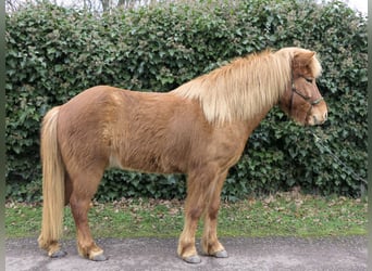 Caballos islandeses, Caballo castrado, 9 años, 144 cm, Alazán