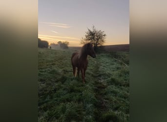 Caballos islandeses, Caballo castrado, 9 años, 144 cm, Alazán