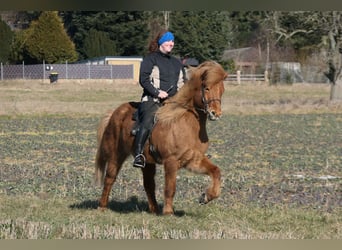 Caballos islandeses, Caballo castrado, 9 años, 144 cm, Alazán