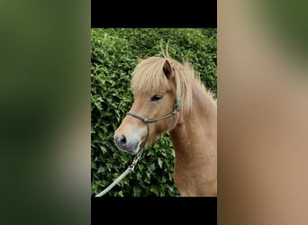 Caballos islandeses, Caballo castrado, 9 años, 144 cm, Alazán