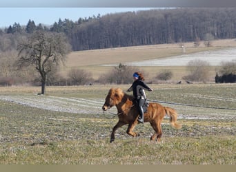 Caballos islandeses, Caballo castrado, 9 años, 144 cm, Alazán