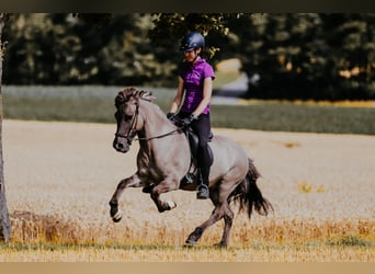 Caballos islandeses, Caballo castrado, 9 años, 144 cm, Bayo