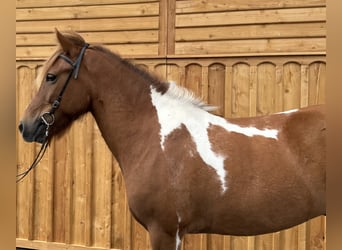 Caballos islandeses, Caballo castrado, 9 años, 144 cm, Pío