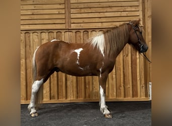 Caballos islandeses, Caballo castrado, 9 años, 144 cm, Pío