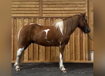Caballos islandeses, Caballo castrado, 9 años, 144 cm, Pío