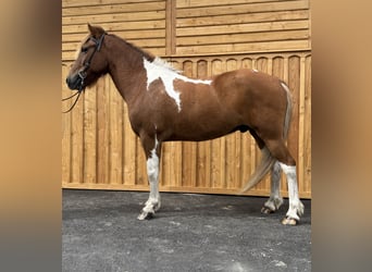 Caballos islandeses, Caballo castrado, 9 años, 144 cm, Pío